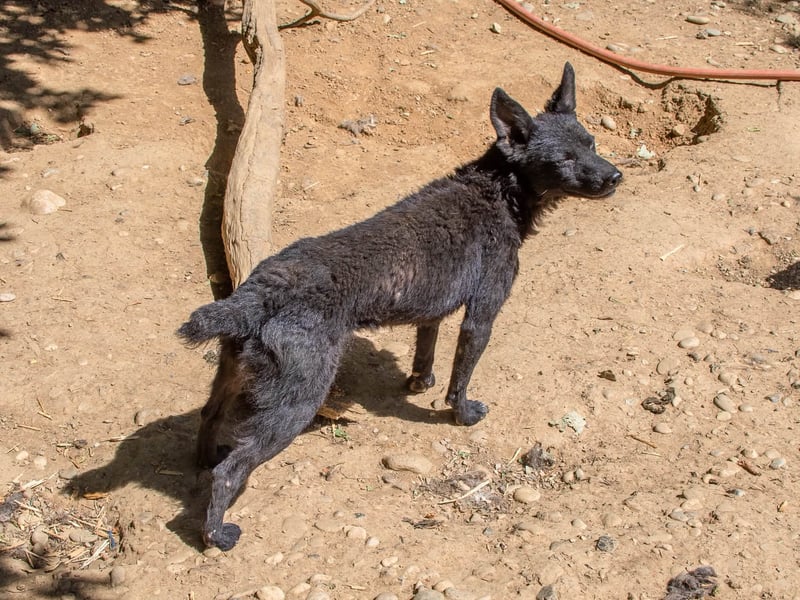 Niedliche BILLIE könnte dein Herzenshund werden