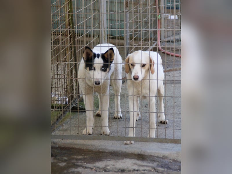 Lebensfrohe LIMA bezaubert durch ihre fröhliche und liebe Art