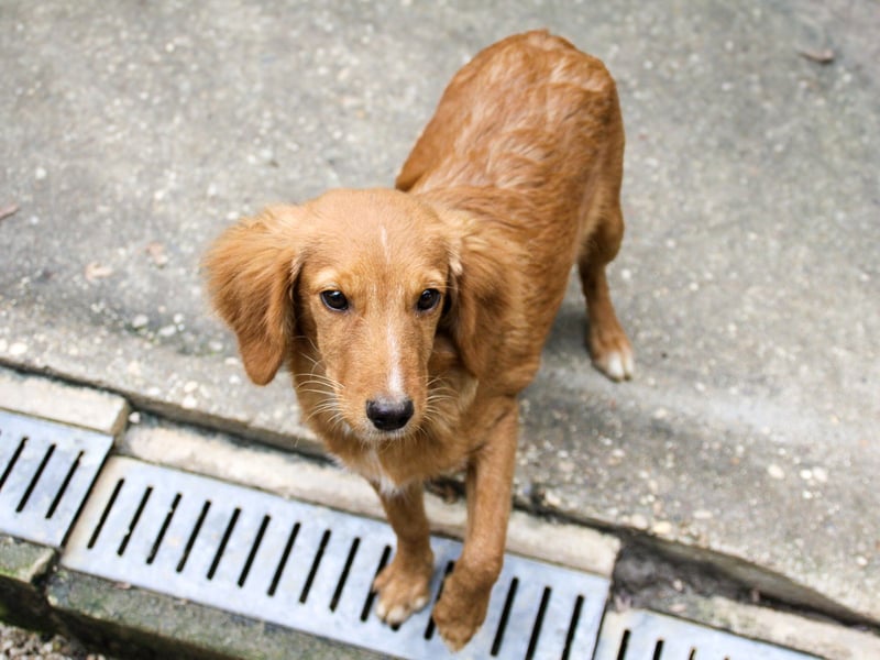 Charmanter IGOR sucht ein liebevolles Zuhause Charmanter IGOR sucht ein liebevolles Zuhause