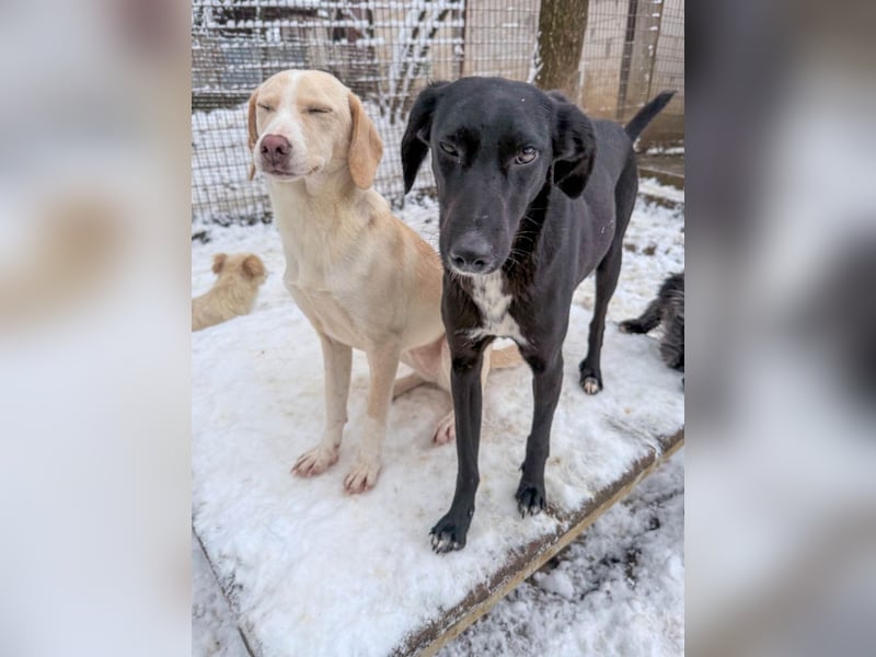 Black Beauty - bezaubernde Hundelady IRMA hofft auf ein liebevolles Zuhause