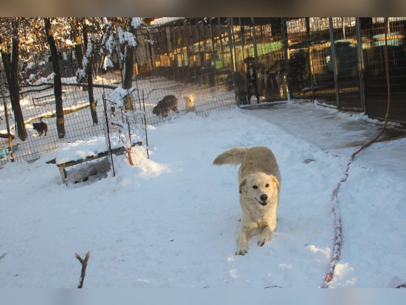 Bezaubernder MAXIM wäre gerne ein geliebtes Familienmitglied