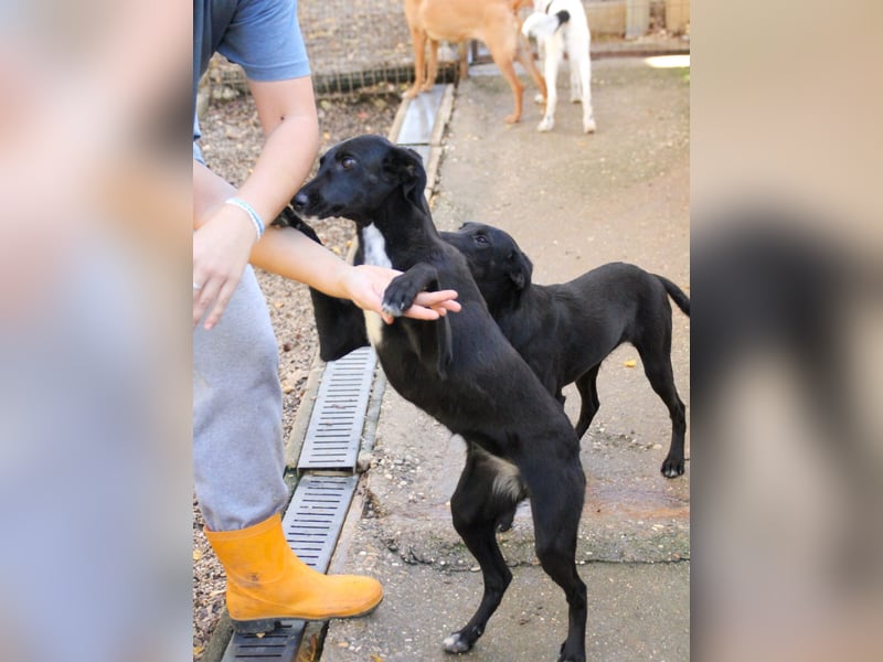 Bäuchleinkrauler gesucht für zuckersüße IRMA gesucht !