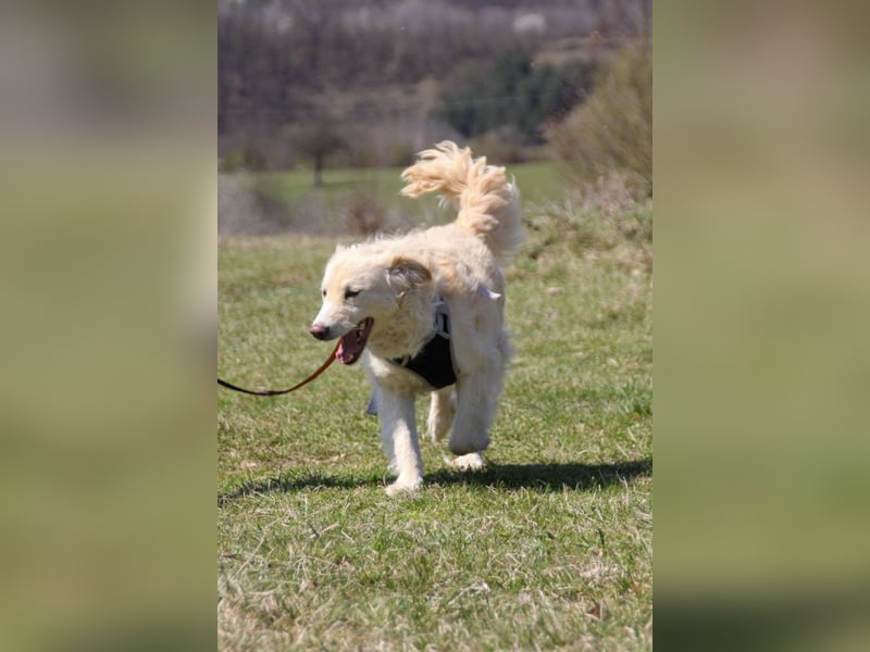Bezaubernder MAXIM wäre gerne ein geliebtes Familienmitglied