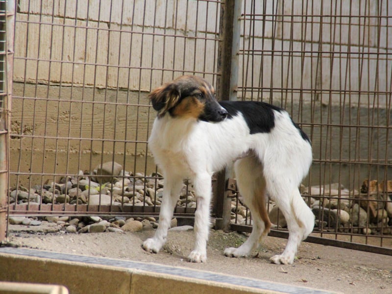 Bezaubernde JULIANA wäre gerne ein geliebtes Familienmitglied