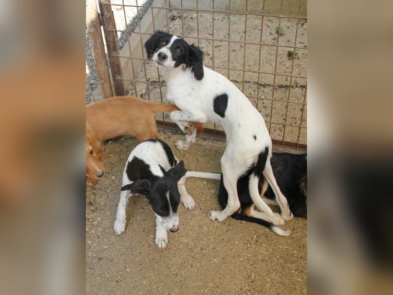Sanfte und verschmuste IRNEA sucht ihr Kuschelkörbchen für Immer