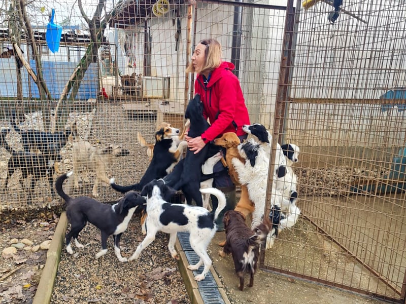 Aufgepasst - hier ist die charmante Traumhündin FLAVIA