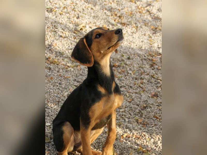 Sanfte und verschmuste FUTURE sucht ihr Kuschelkörbchen für Immer