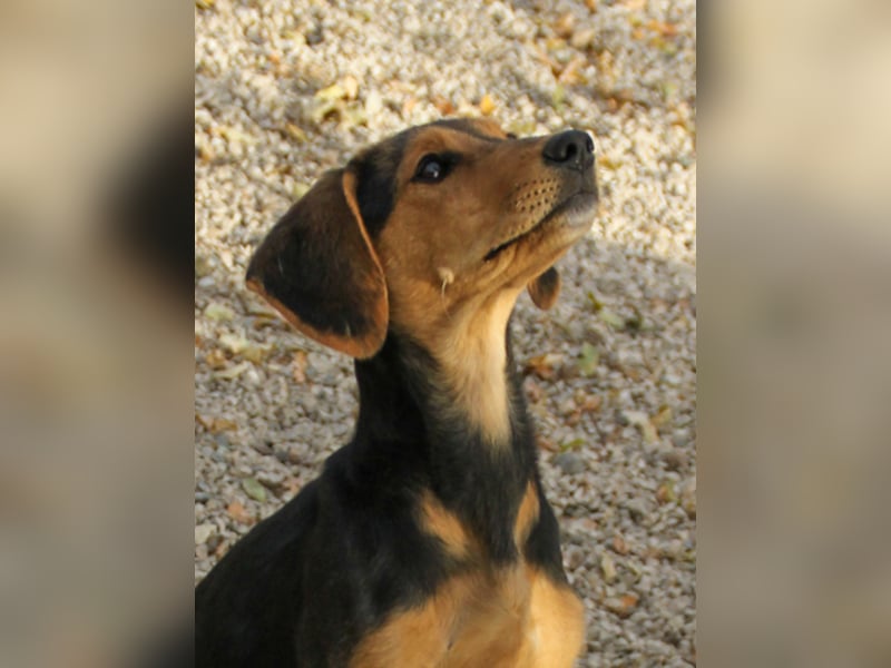 Sanfte und verschmuste FUTURE sucht ihr Kuschelkörbchen für Immer