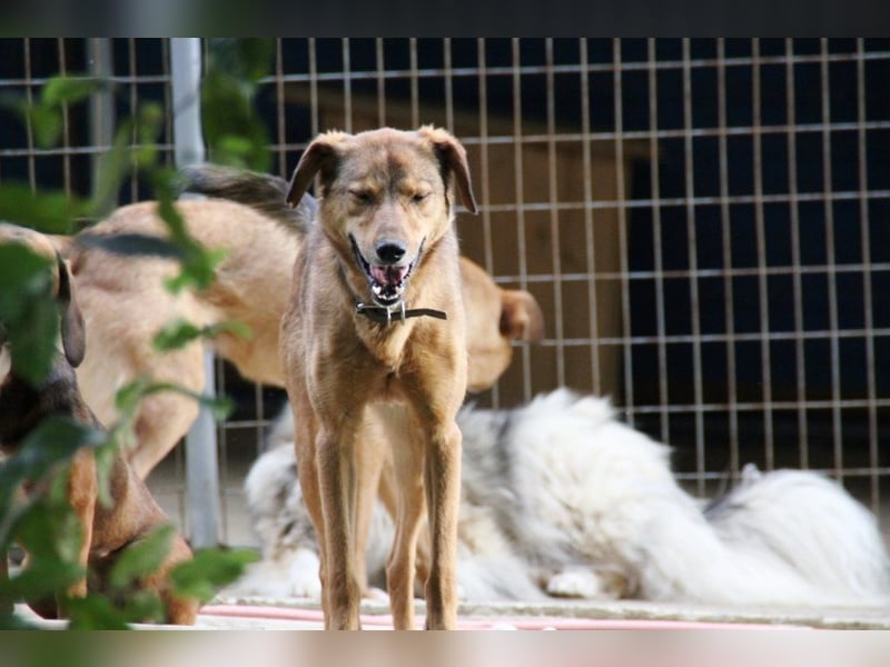 OSCAR steckt voller Lebensmut und such seine Herzensmenschen