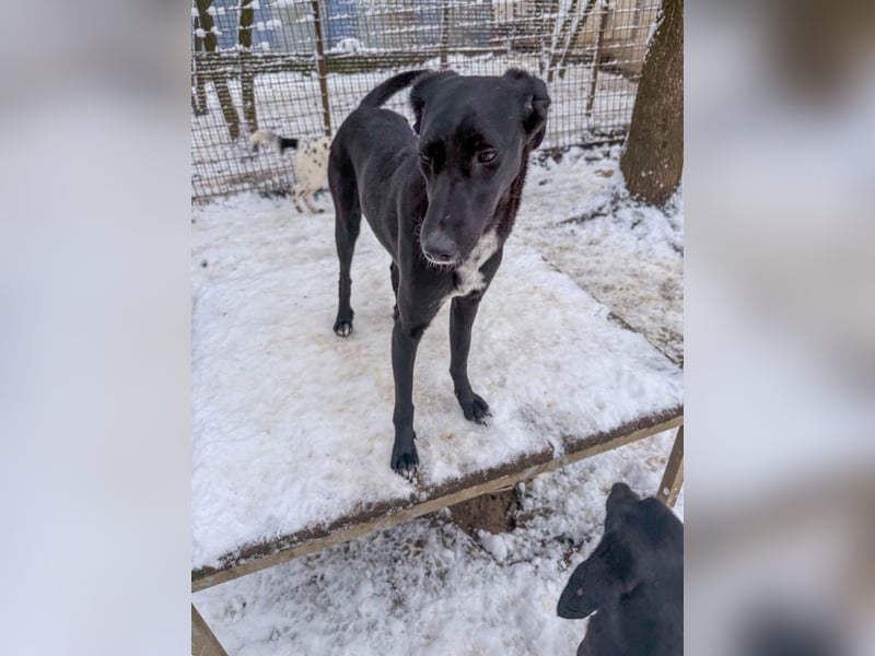 Kuscheln und Spielen im eigenen Zuhause, davon träumt die liebe IRMA