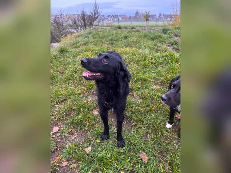 Lebensfrohe DAYA wartet in Erlangen auf DICH