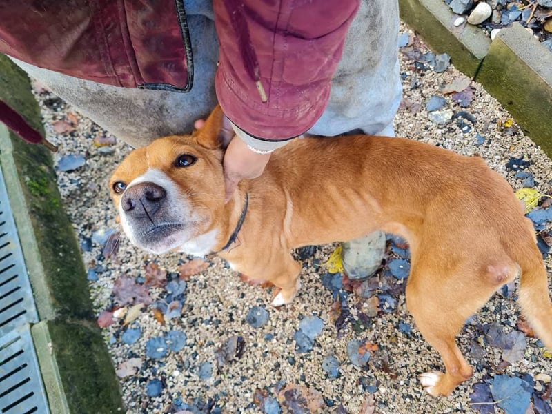 Freundlicher BARK möchte dich um seine hübschen Pfoten wickeln