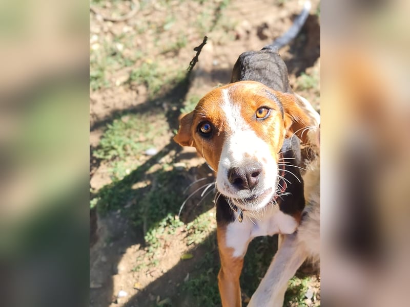 wunderschöne OFELIA, jung, schlau, friedlich