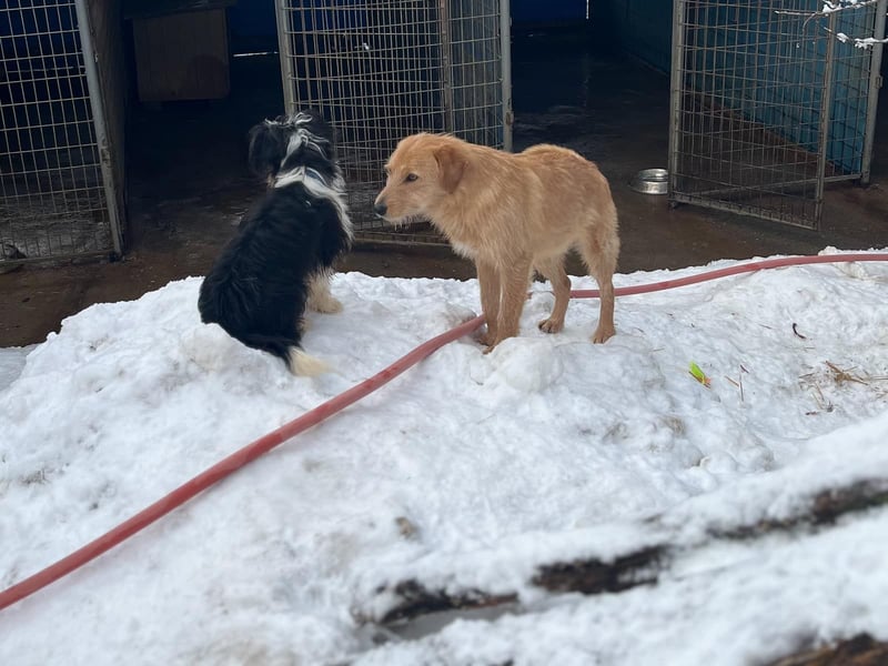 Zuckersüßer DARCY - manchmal etwas zurückhaltend aber doch neugierig