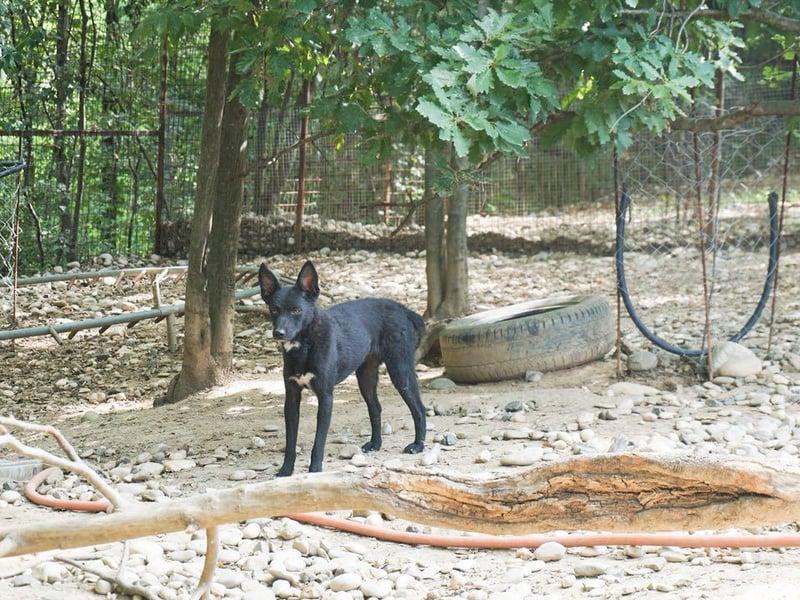 Niedliche BILLIE könnte dein Herzenshund werden
