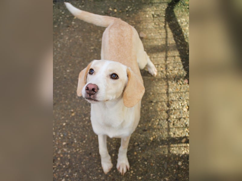 Bezaubernde MAGDALENA wäre gerne ein geliebtes Familienmitglied