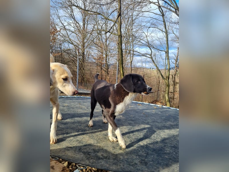 Aufgepasst - hier ist die charmante Traumhündin FLAVIA