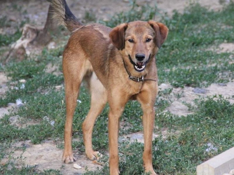 OPI OSCAR - bist du sein Herzensmensch ?