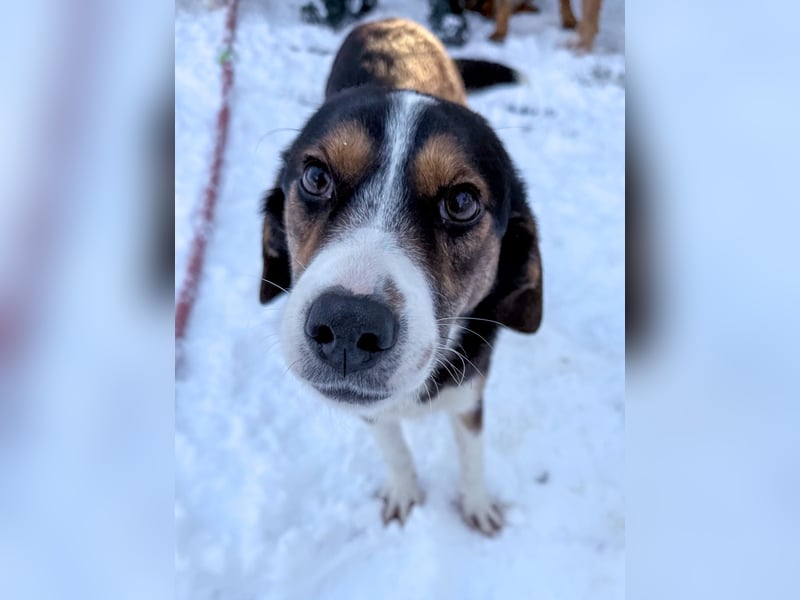 Zuckersüße LOARA sucht ihr Für-Immer-Zuhause