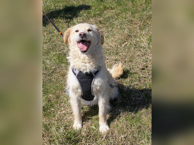 Bezaubernder MAXIM wäre gerne ein geliebtes Familienmitglied