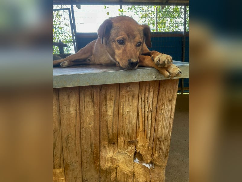 SVEN, liebenswerter Rentner sucht seinen Herzensmensch SVEN, liebenswerter Rentner sucht seinen Herzensmensch