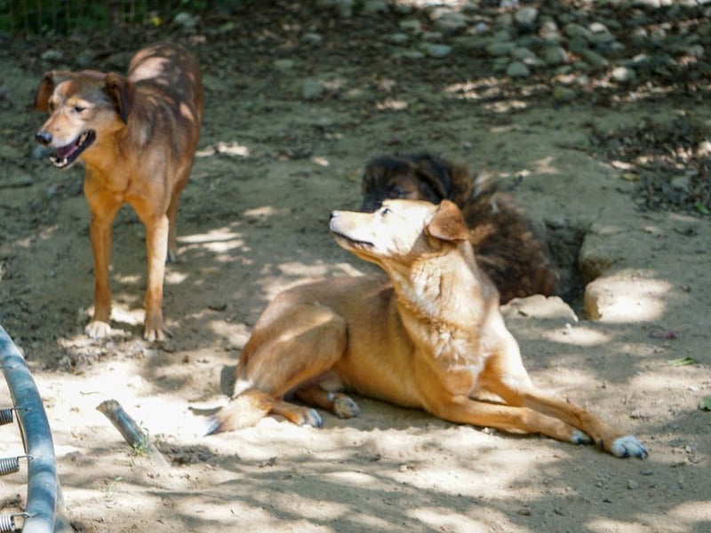 SVEN, liebenswerter Rentner sucht seinen Herzensmensch SVEN, liebenswerter Rentner sucht seinen Herzensmensch