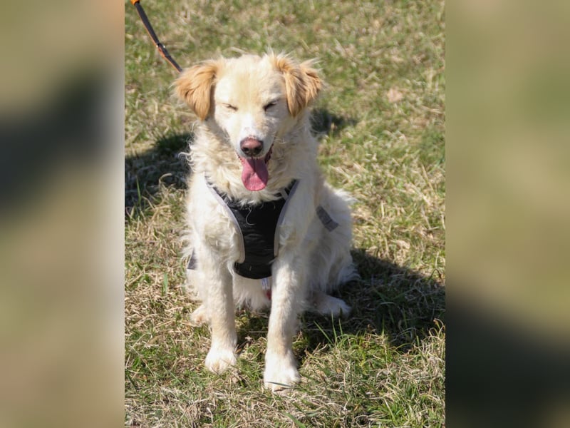 Bezaubernder MAXIM wäre gerne ein geliebtes Familienmitglied