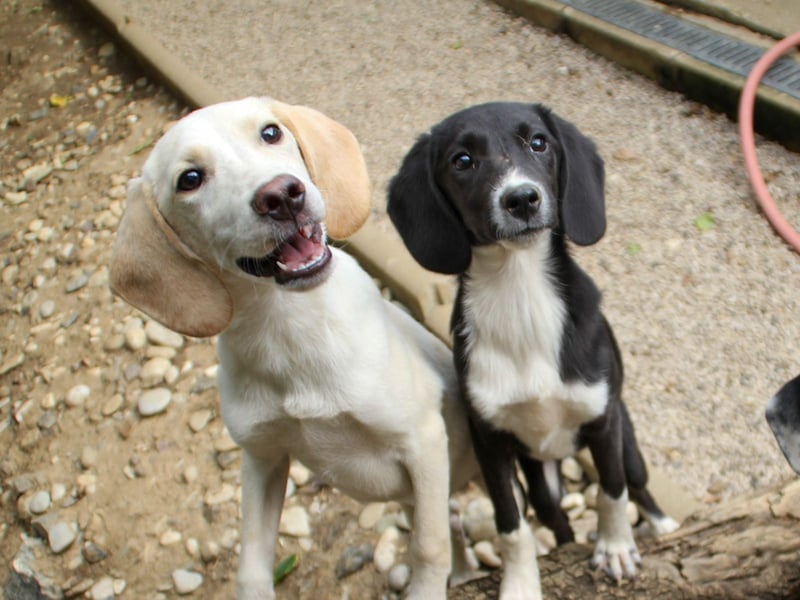 TIAGO - will Dich verzaubern TIAGO - will Dich verzaubern