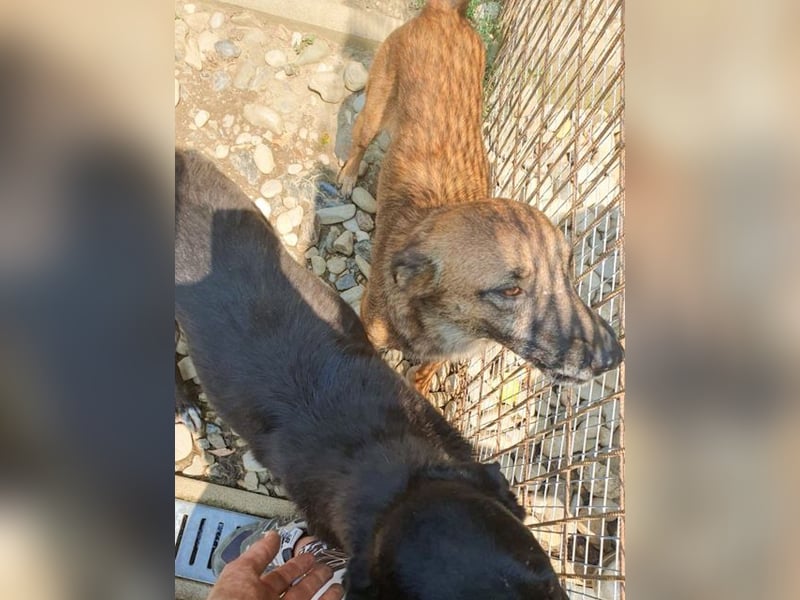 NISHA - liebenswert, fröhlich sucht Ihre Herzensmenschen