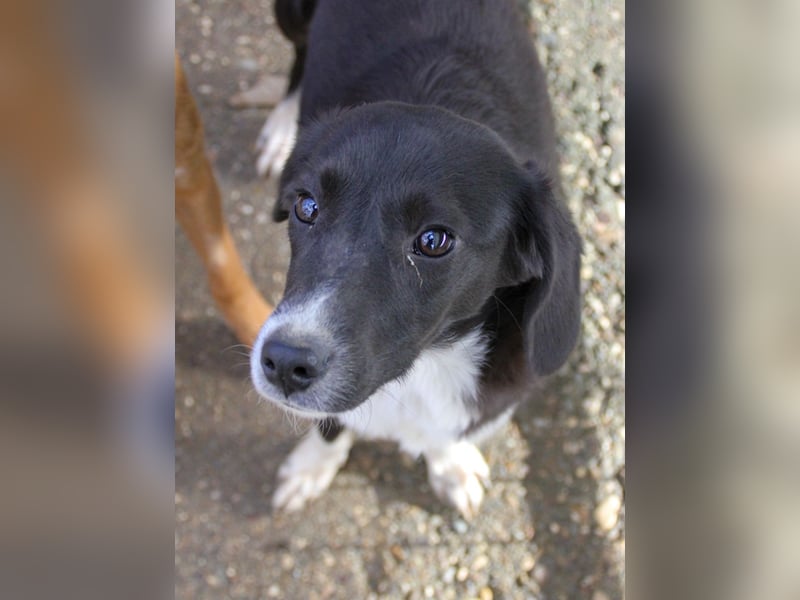 Aufgepasst - hier ist die charmante Traumhündin FLAVIA