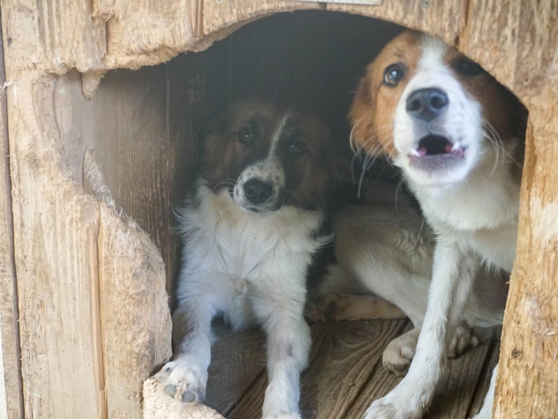WILHELM wunderhübsch und schlau !