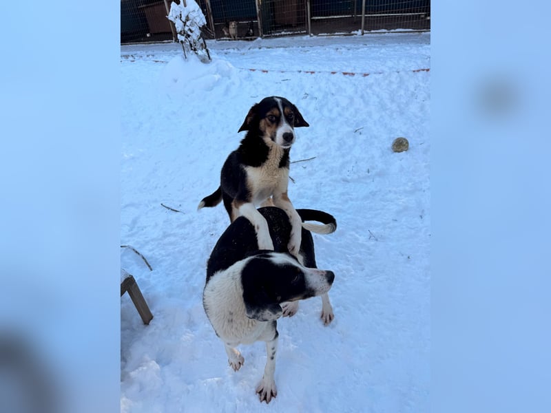 Zuckersüße LOARA sucht ihr Für-Immer-Zuhause