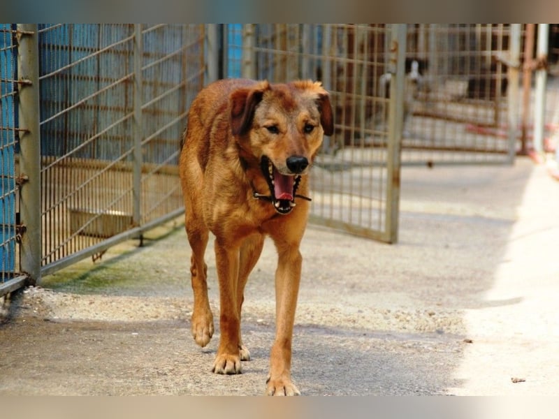 OSCAR steckt voller Lebensmut und such seine Herzensmenschen