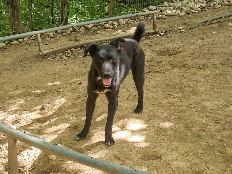 Niedliche BILLIE könnte dein Herzenshund werden