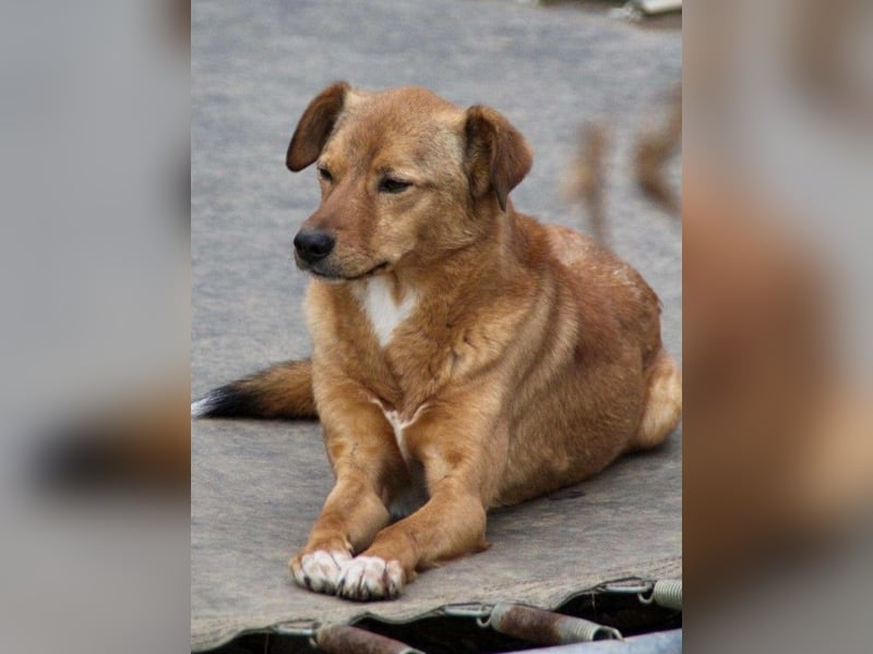 SVEN erfahrener friedlicher Hunderentner - sucht erfahrene Herzensmenschen