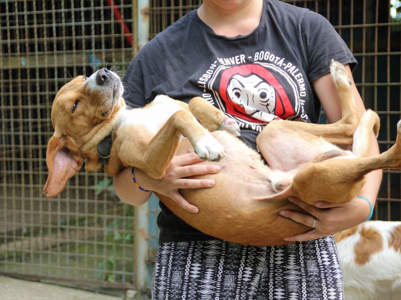 Freundlicher BARK möchte dich um seine hübschen Pfoten wickeln