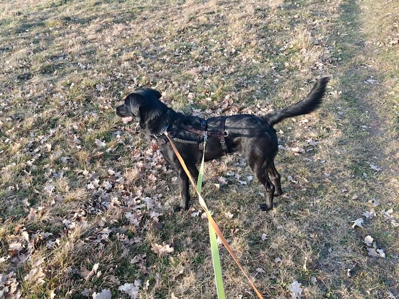 Zuckersüße MONIQUE ist auf Pflegestelle in 91126 Schwabach