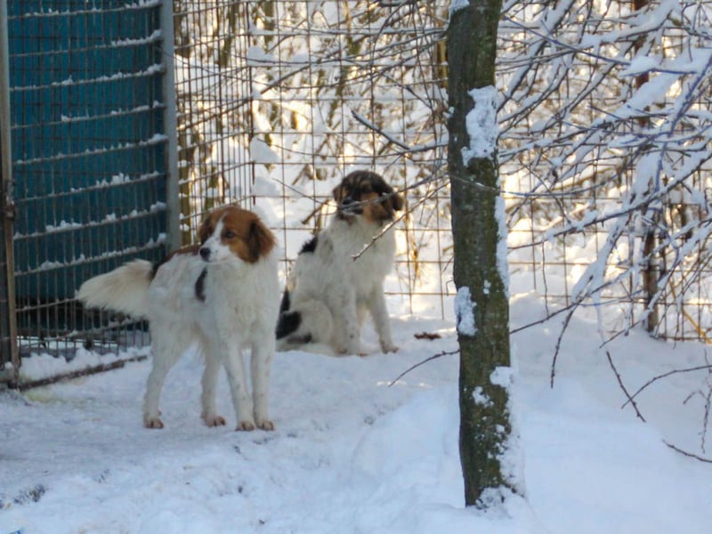 Bezaubernde JULIANA wäre gerne ein geliebtes Familienmitglied