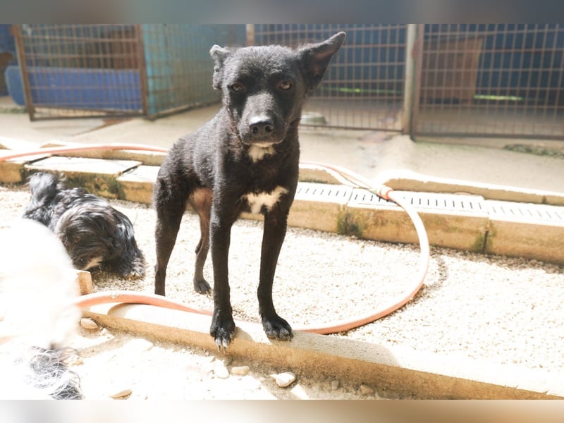 Niedliche BILLIE könnte dein Herzenshund werden