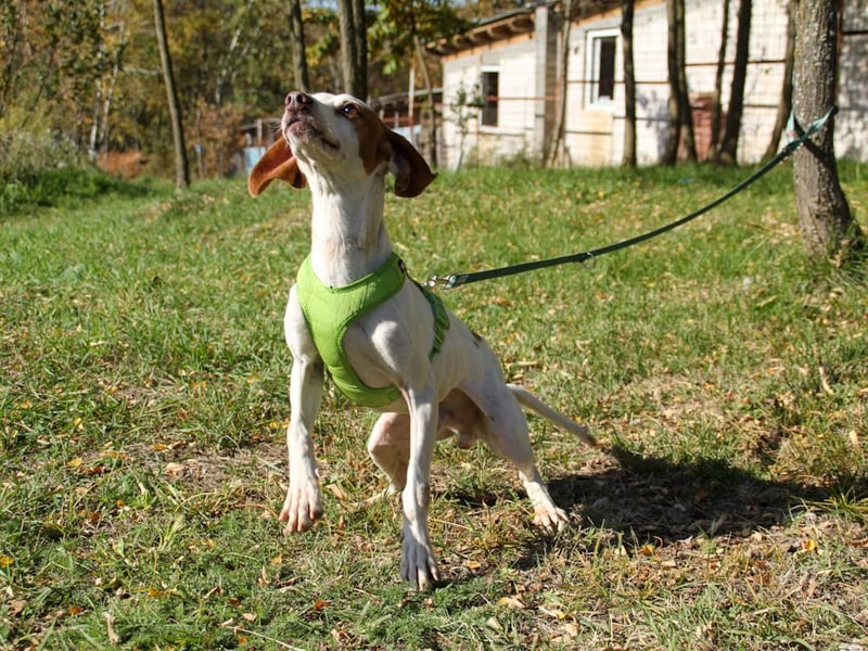 Bäuchleinkrauler für zuckersüßen FICO gesucht !