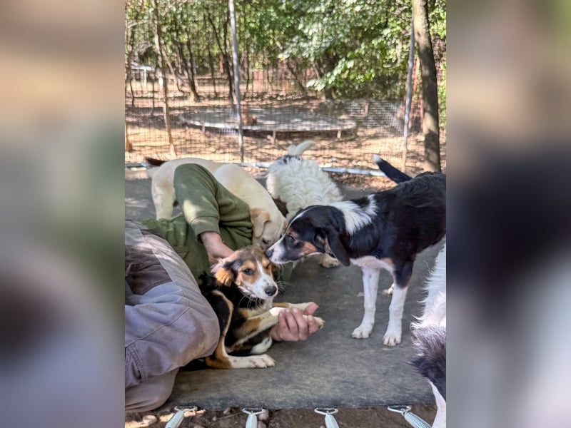 Süßer ILON - ein Herz auf 4 Pfoten