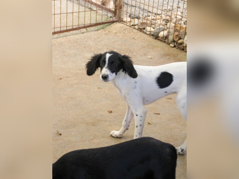 Sanfte und verschmuste IRNEA sucht ihr Kuschelkörbchen für Immer