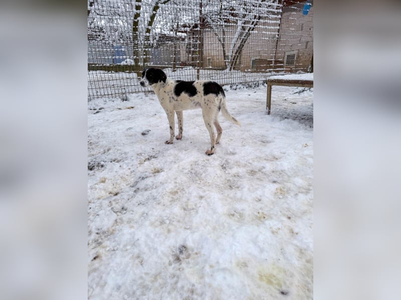 Halli-Hallo, ich bin der zuckersüße ILIAS und suche ein liebevolles Zuhause