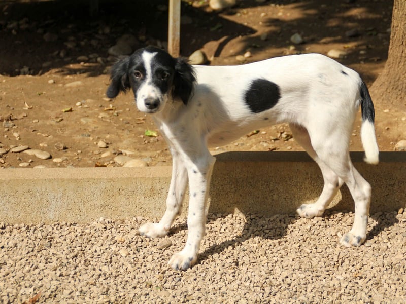Sanfte und verschmuste IRNEA sucht ihr Kuschelkörbchen für Immer