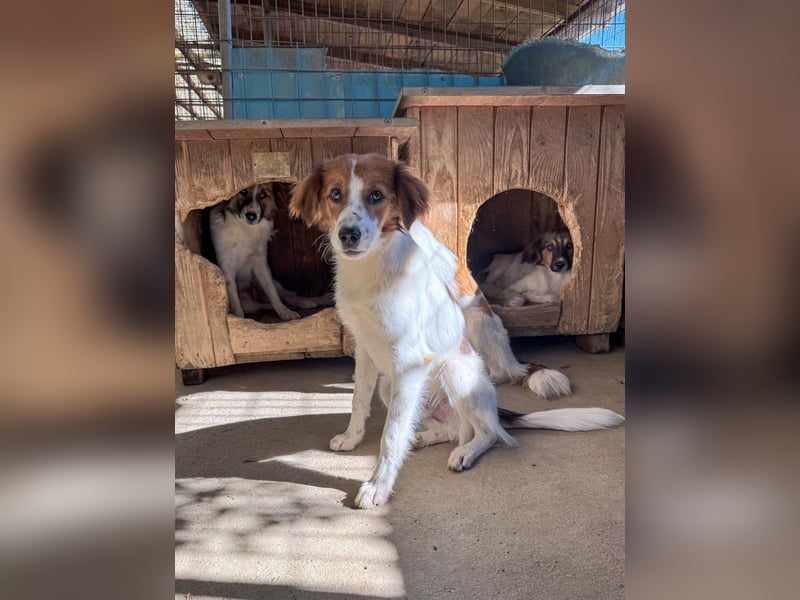 Halli-Hallo, ich FRIEDRICH, suche ein liebevolles Zuhause