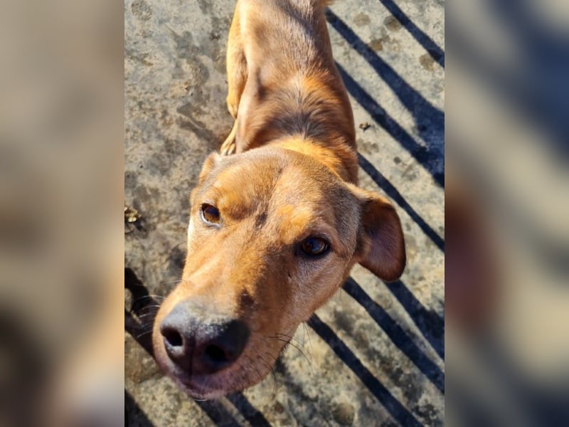 SVEN, liebenswerter Rentner sucht seinen Herzensmensch SVEN, liebenswerter Rentner sucht seinen Herzensmensch