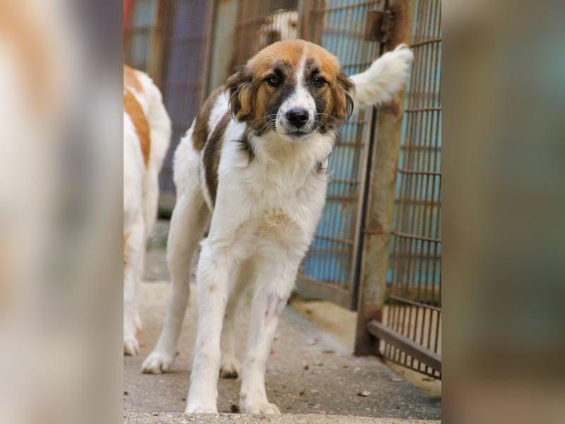 wunderschöner WILHELM sucht seine Familie