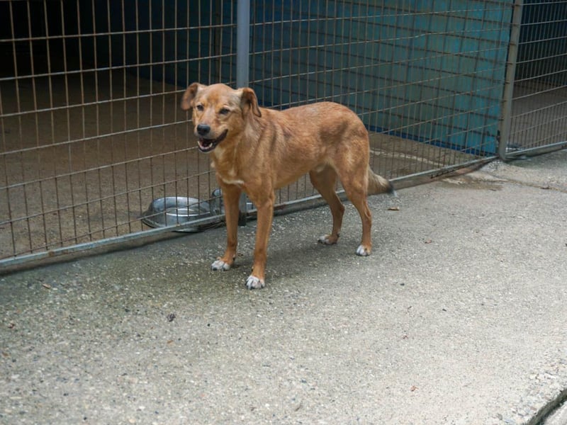 SVEN erfahrener friedlicher Hunderentner - sucht erfahrene Herzensmenschen