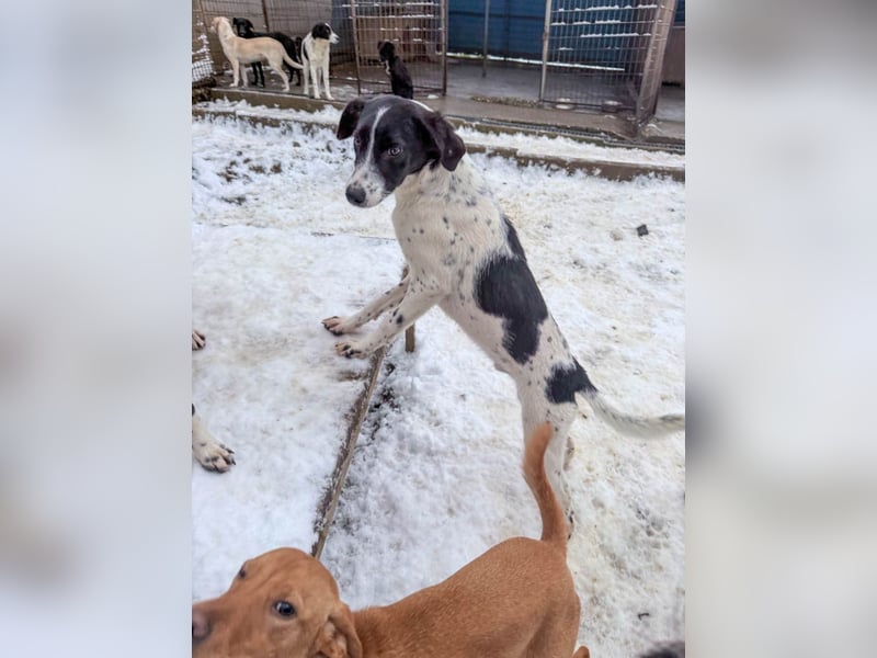 Fröhlicher Traumprinz ILIAS möchte dich verzaubern