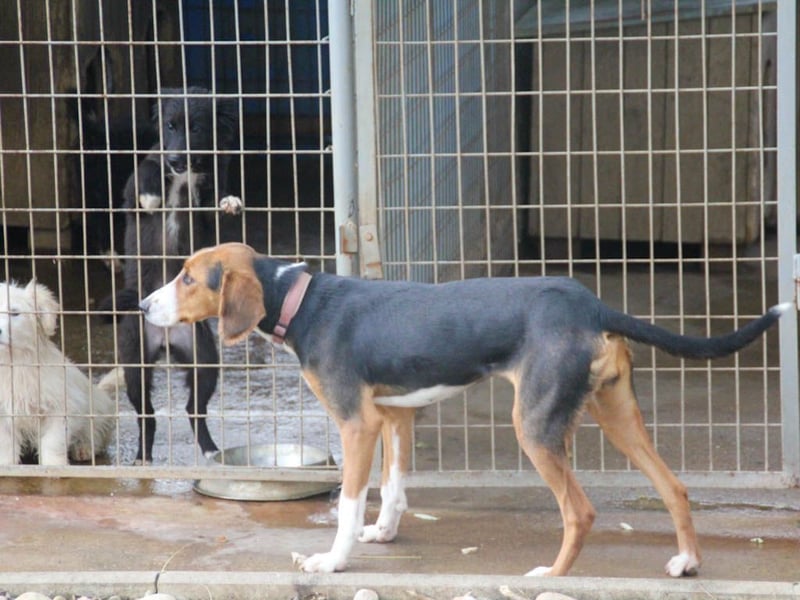 wunderschöne OFELIA, jung, schlau, friedlich